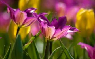 Purple Tulips Wallpaper