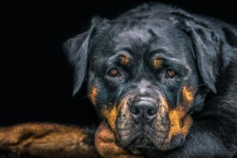 Rottweiler Portrait Jpg