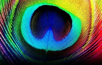 Peacock Feather Wallpaper HD Pictures Image