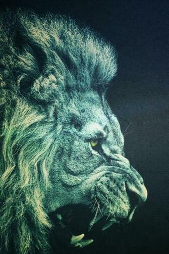 Wallpaper Angry Lion Photos Of iPhone 4s Background Here We Have