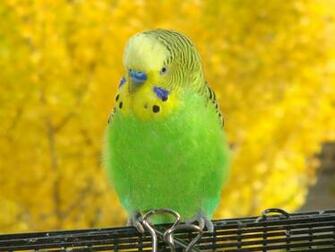 Gallery For Gt Cute Parakeet Wallpaper