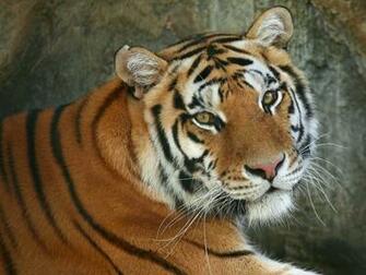 Rate Select Rating Give Beautiful Animal