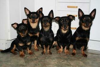 Lancashire Heeler Dog For A Walk Photo And Wallpaper Beautiful