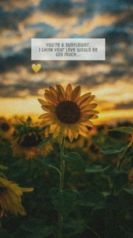 Post Malone Wallpaper Sunflower