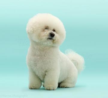 Bichon Frise Dog Sitting On Blue Background Photo Wp47264