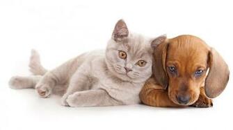 Cute Dog And Cat Wallpaper HD