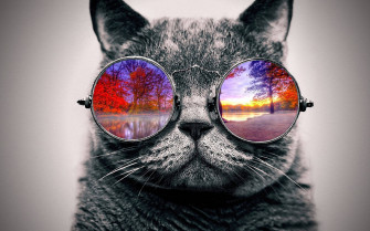 Cool Cat Wallpaper