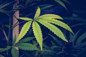 HD Wallpaper Green Marijuana Leaf Plant Weed Bird Animal