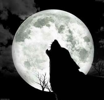 Similar Great HD Wolf Live Wallpaper Howling Photos