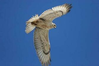 Hawk Wallpaper Beautiful Hawks HD For