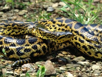 All In One Wallpaper Anaconda Snake Rare