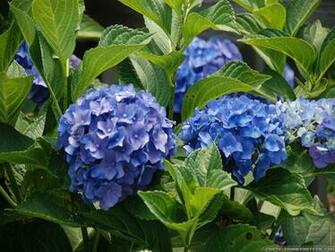 Hydrangea Flower Wallpaper Crazy Frankenstein