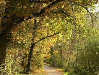 Wallpaper Autumn Paper Forest Background