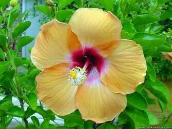 Desktop Wallpaper Flowers Background Hibiscus