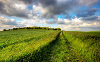 Green Summer Wheat Field Nature Landscape