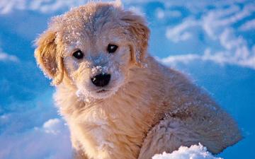 Dog Licenses Available Week Of January Town