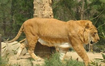 Liger Wallpaper