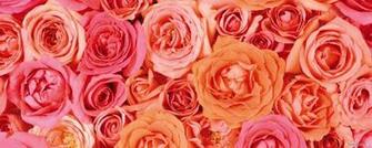 Flower Screen Background