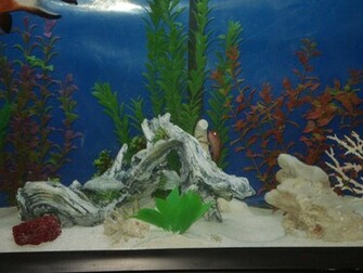 Best Looking Aquarium Background Wallpaper