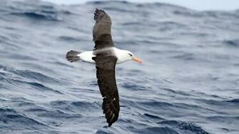 Albatross Campbell Thalassarche Impavida Bird Sea Waves HD