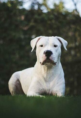 Best Dogo Argentino Dog Ideas