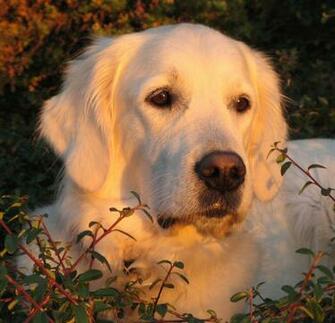 Golden Retriever Dog Beautifull Wallpaper In HD Songs