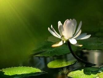 Beautiful Wallpaper For Desktop Lotus HD