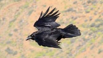 Raven Flight Bird HD Widescreen Wallpaper Birds Background