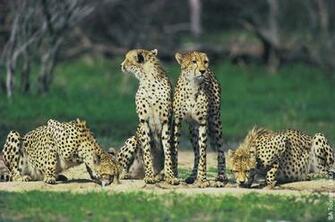 Screensaver Big Cats Cosmo Cat S Home