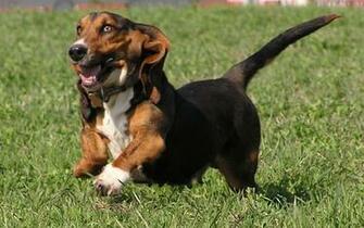 Get Wallpaperbasset Hound Wallpaper Pictures