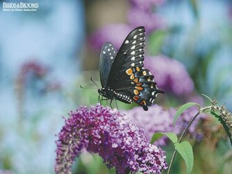 Pretty Butterfly Wallpaper