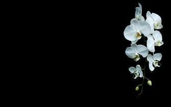 Category Nature HD Wallpaper Subcategory Flower