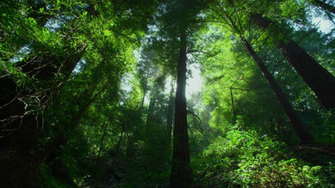 Jungle Computer Wallpaper Desktop Background Id