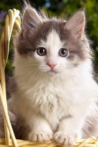 Cute Cat N003 iPhone Wallpaper Background And Themes