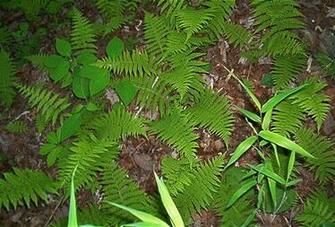 Appalachian Trail Desktop Background Screensavers