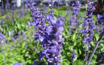 Lavender Flower Wallpaper