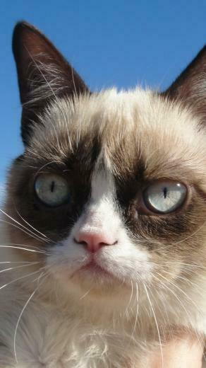 Wallpaper Grumpy Cat Dissatisfied Sony Xperia