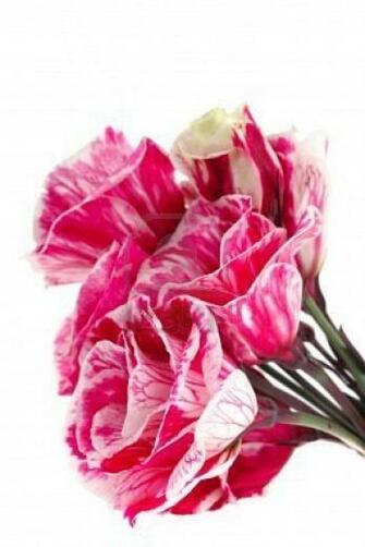 Red Tuberose On A Pure White Background Wallpaper