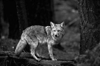 Coyote Wallpaper