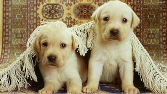 Desktop Dog Themed Wallpaper Dowload 3d HD Pictures