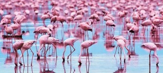 Animal Flamingo Wallpaper