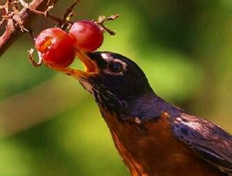Related Pictures Spring Animals Desktop Background HD Wallpaper