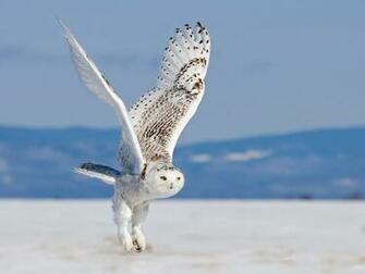 Snowy Owl In Flight