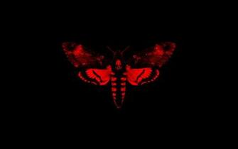 Moth Wallpaper X Net