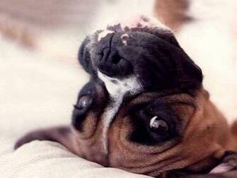 Boxer Dog Wallpaper Desktop
