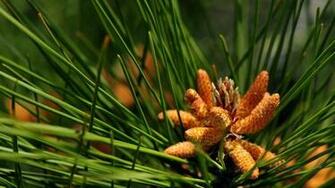 Grenen Wallpaper Gratis Bureaublad Achtergronden X