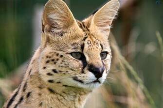 Wild Cat Wallpaper Spoki Bildes