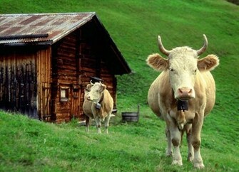 Cute Cow Wallpaper For Desktop In HD Pixels