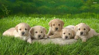 Yellow Lab Puppy Background Image Wallpaper Size