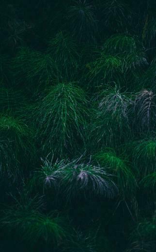 Tree Branches Green Spikes Wallpaper In With